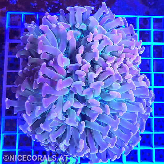 Euphyllia Ancora Rainbow XXL