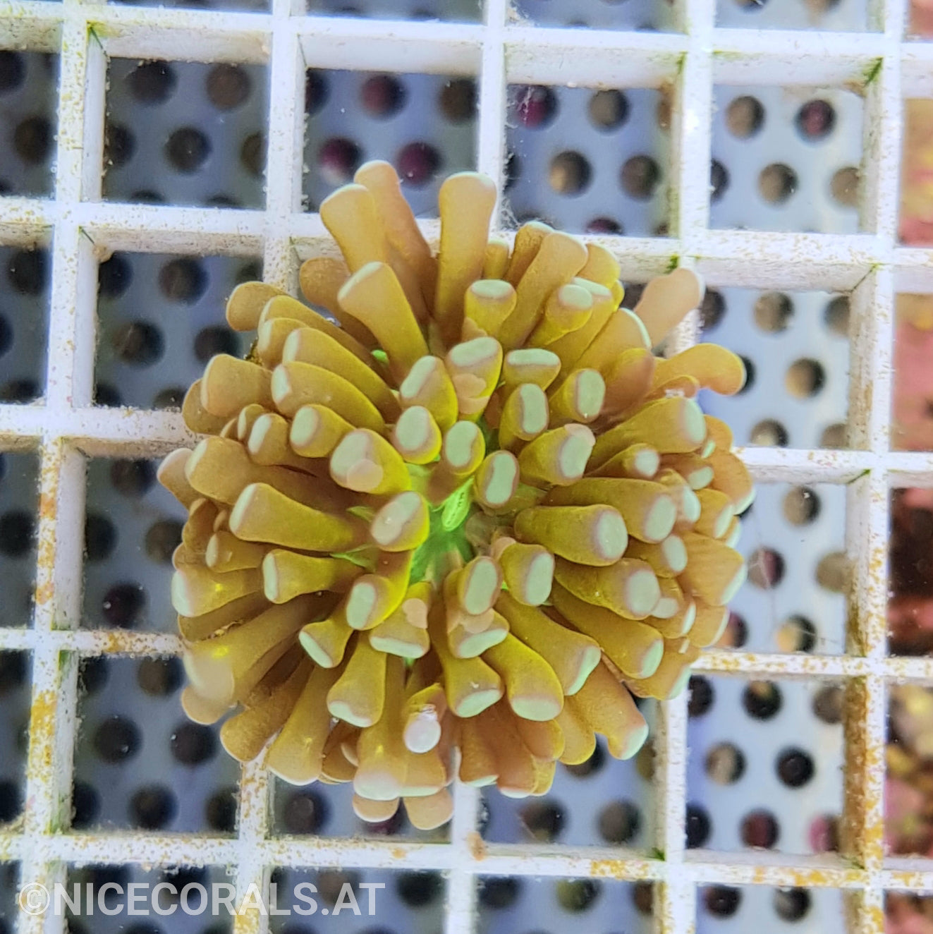 Euphyllia Tiger Torch