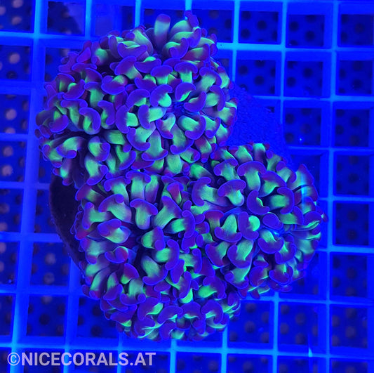 Euphyllia Paraancora 4-5 Heads