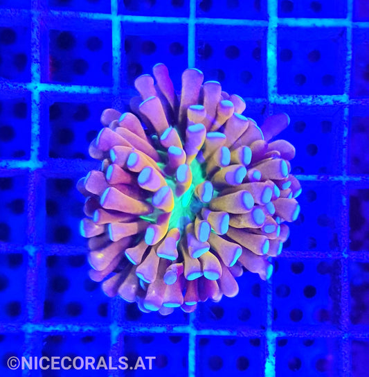 Euphyllia Tiger Torch