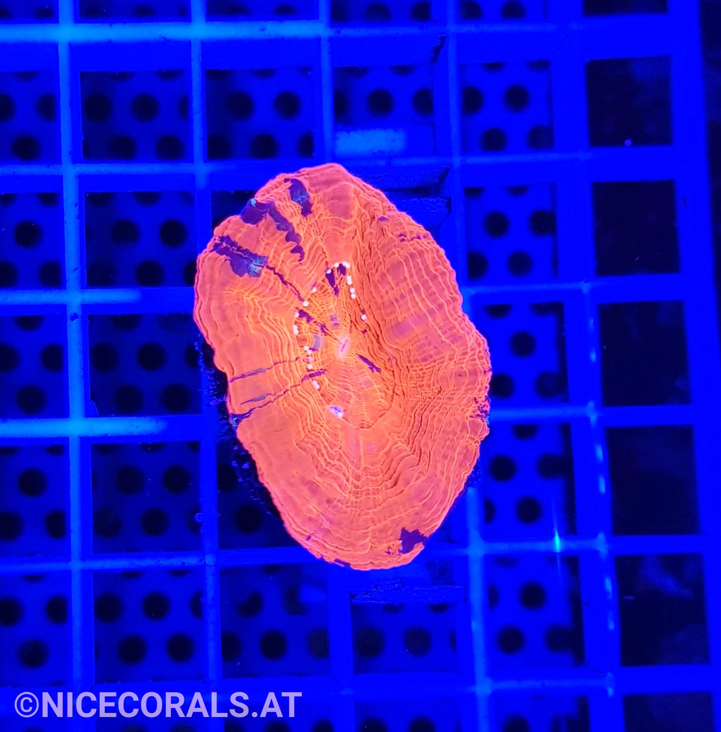 Scolymia