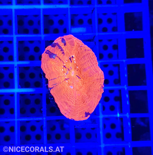 Scolymia