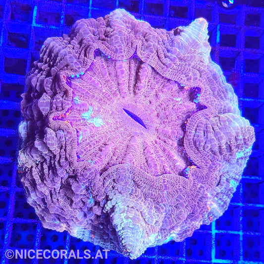 Cynarina SP. Acanthophyllia