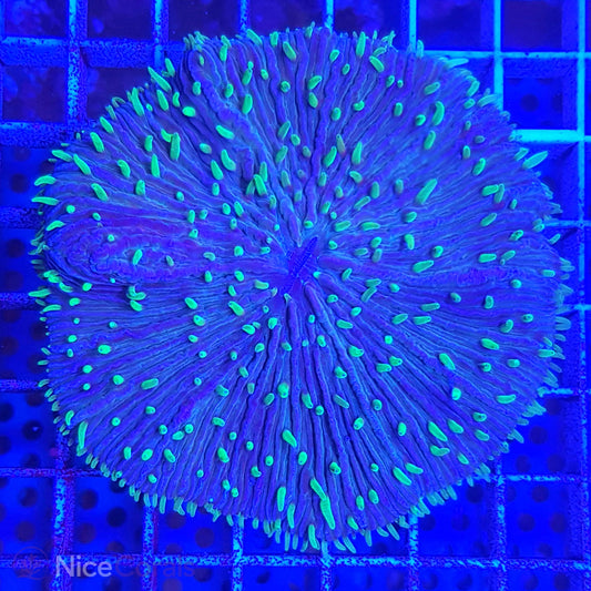 Cycloseris