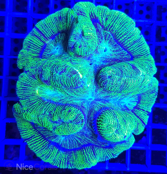 Trachyphyllia