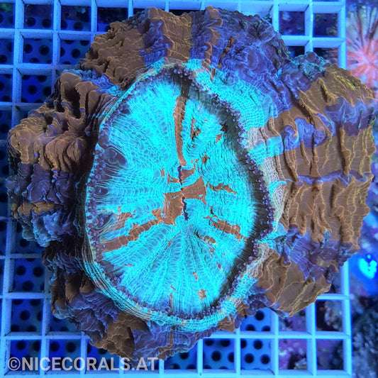 Cynarina SP. Acanthophyllia