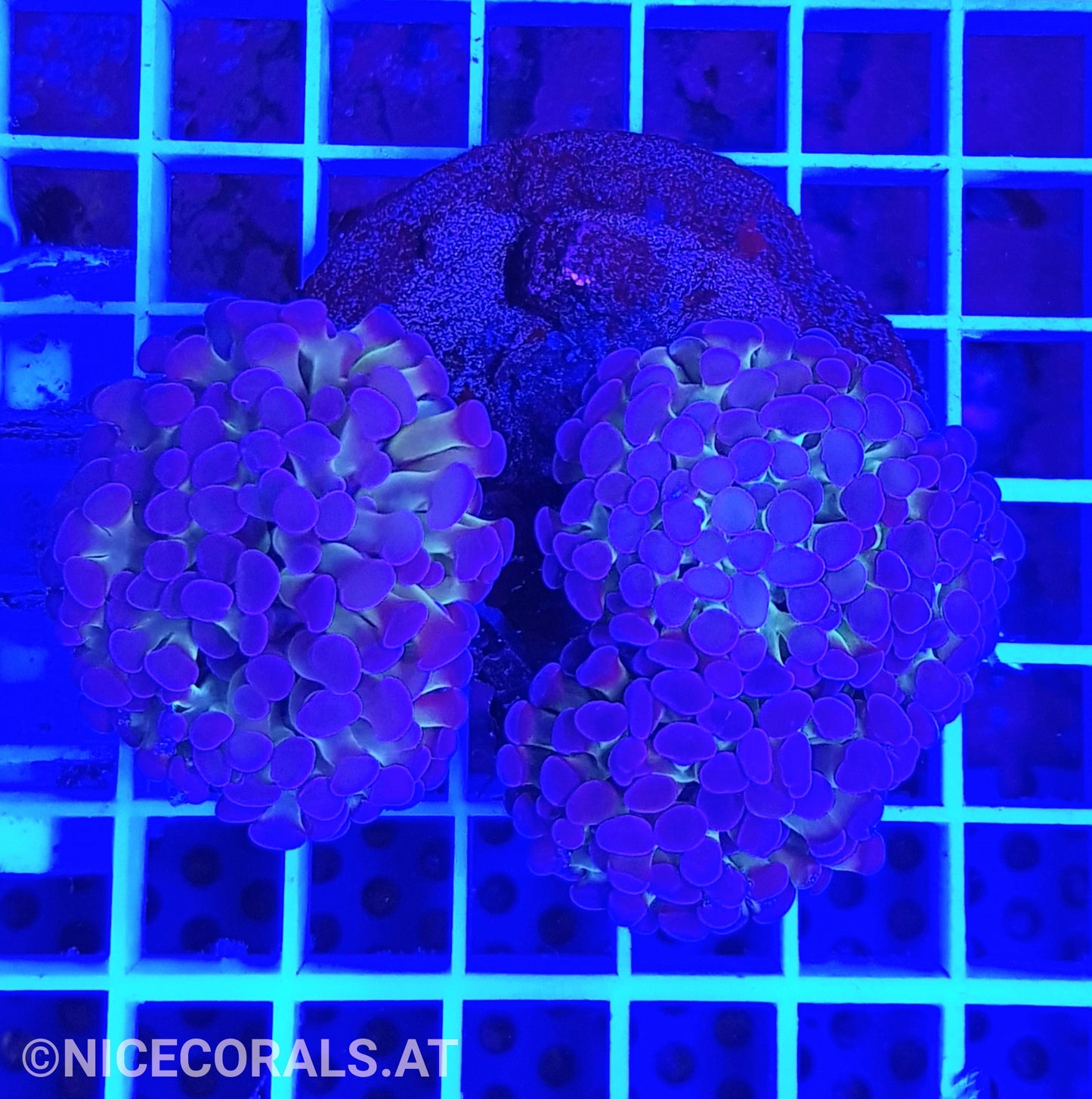 Euphyllia Paraancora