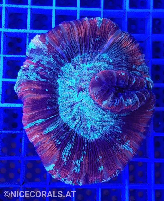 Trachyphyllia