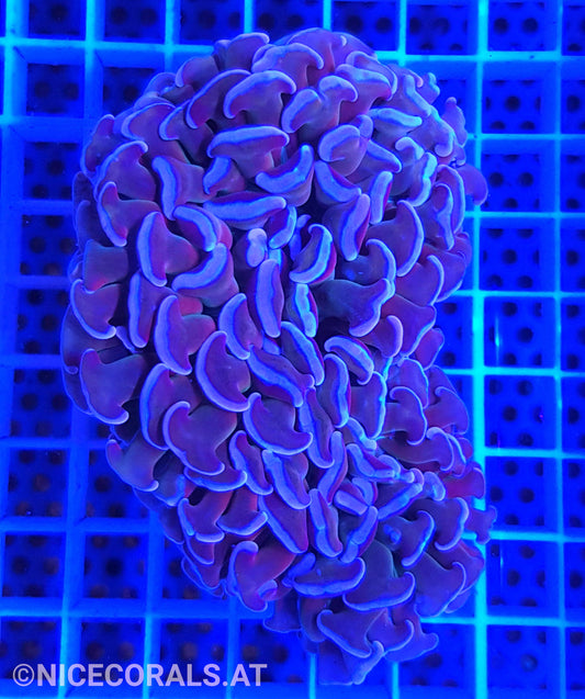 Euphyllia ancora