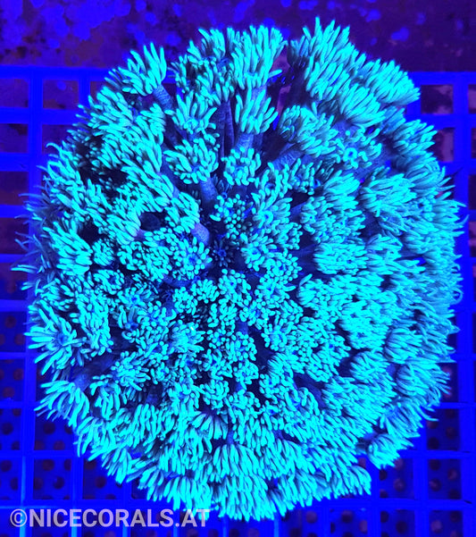 Goniopora XXL