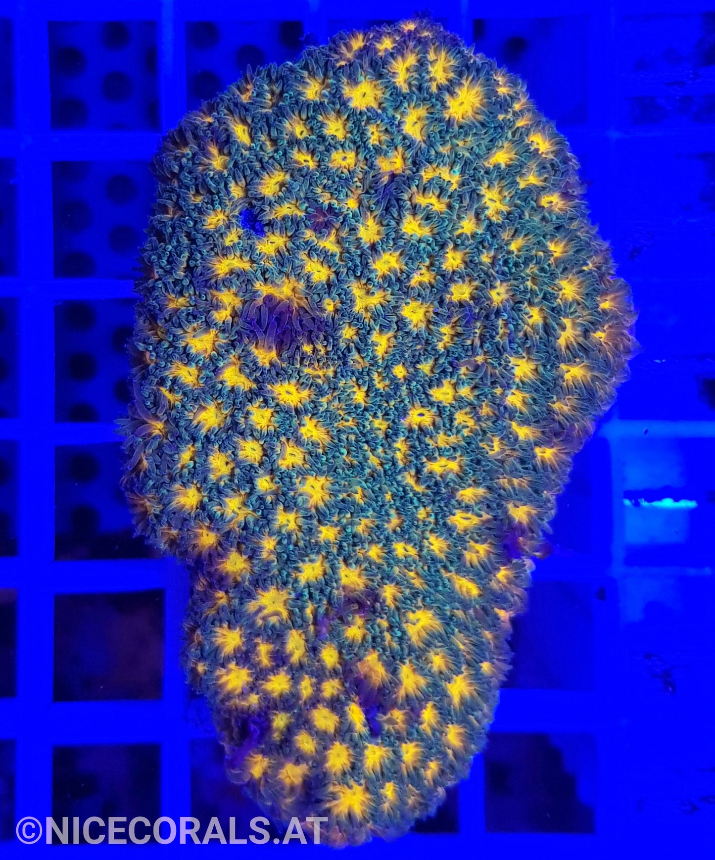 Leptastrea