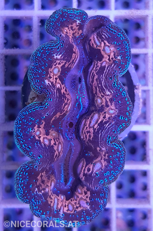 Tridacna crocea 5cm