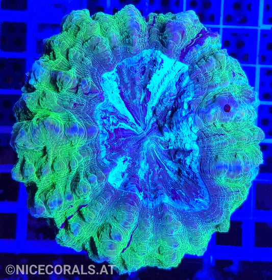 Cynarina SP. Acanthophyllia