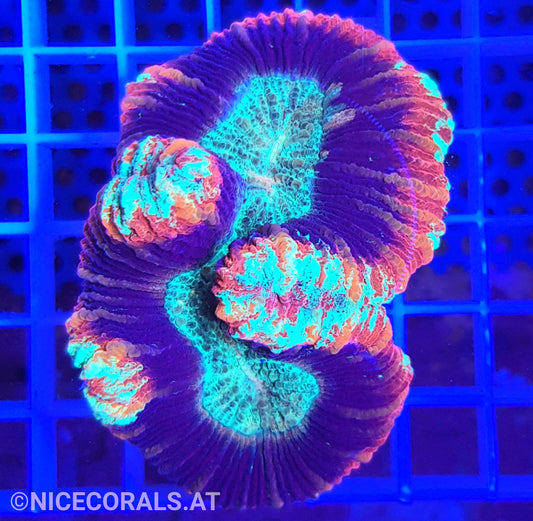 Trachyphyllia