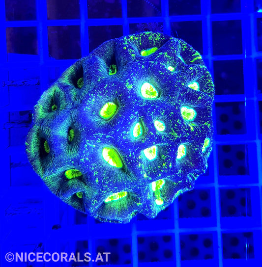 Goniastrea