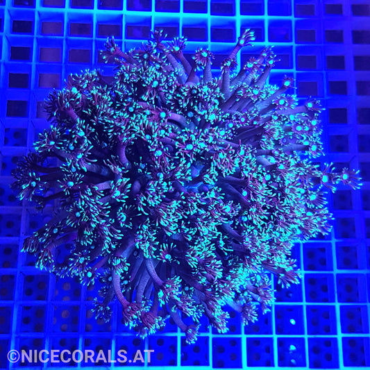 Goniopora XXL