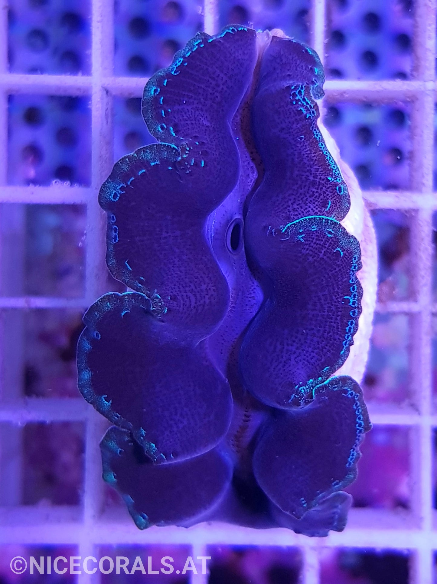 Tridacna crocea 5cm
