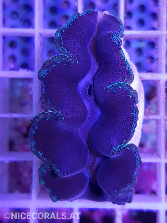 Tridacna crocea 5cm