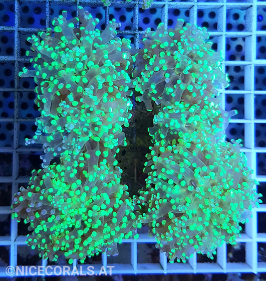 Euphyllia Paradivisa 4-5 Heads