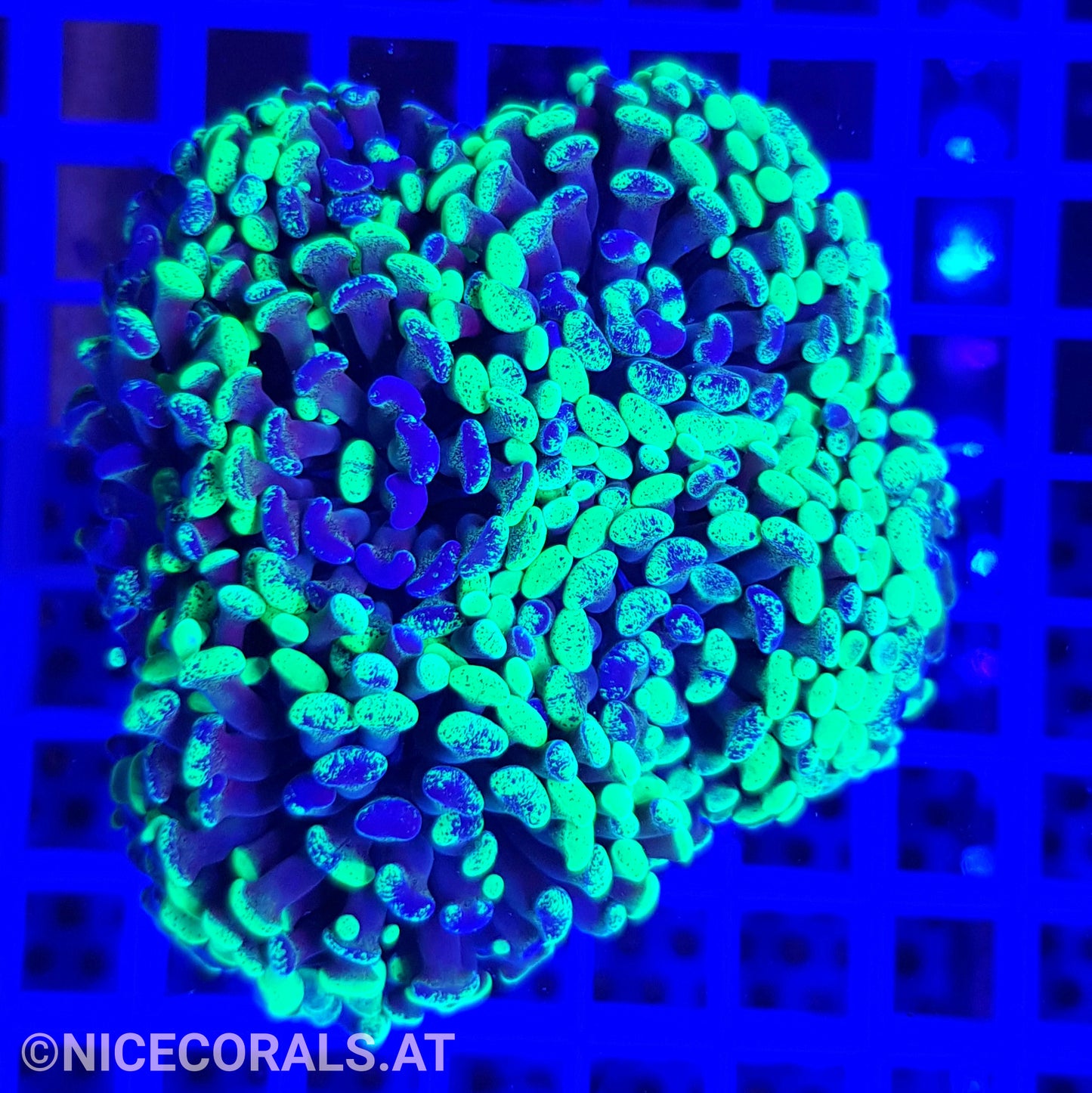 Euphyllia Paraancora 4-5 Heads