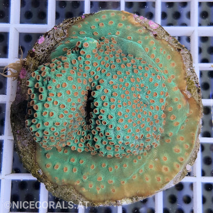 Cyphastrea