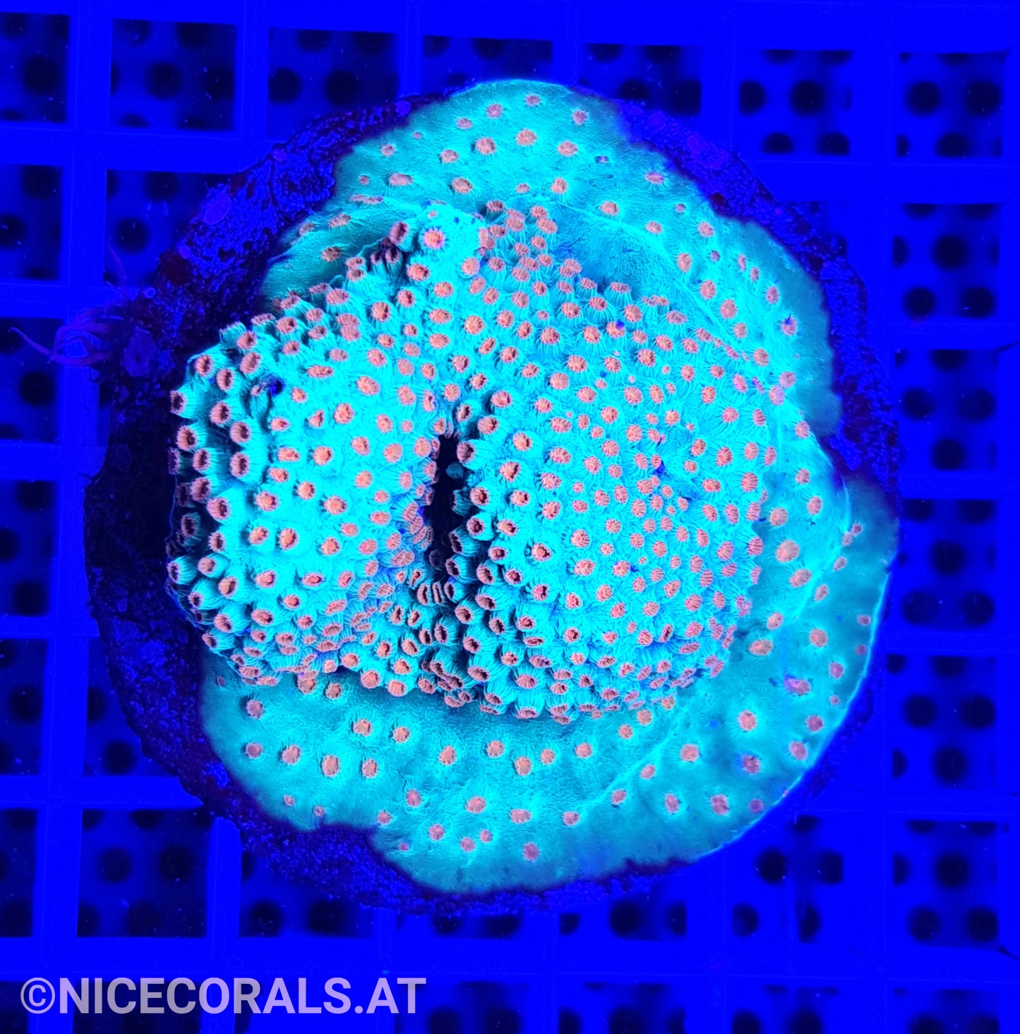 Cyphastrea