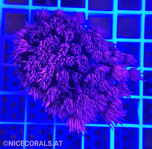 Goniopora