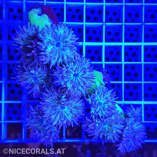 Duncanopsammia