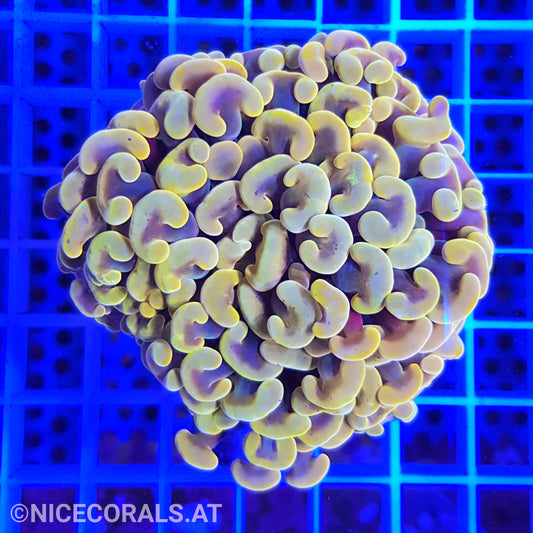Euphyllia ancora metallic orange