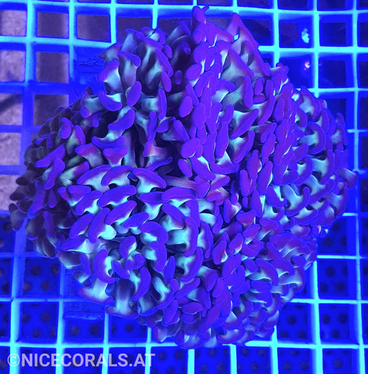 Euphyllia Paraancora 4-5 Heads