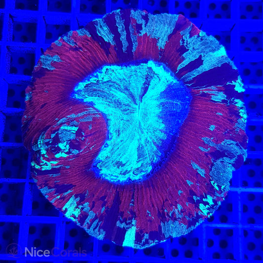Trachyphyllia