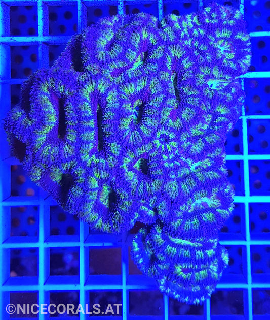 Acanthastrea