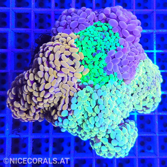 Euphyllia Paraancora Mix