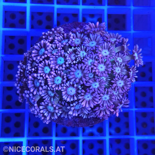 Goniopora Ultra