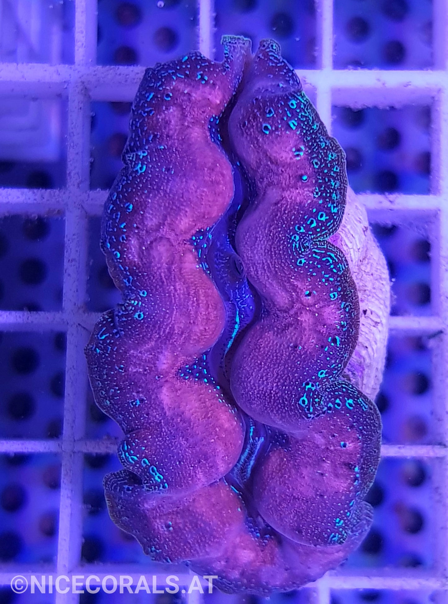 Tridacna crocea 5cm