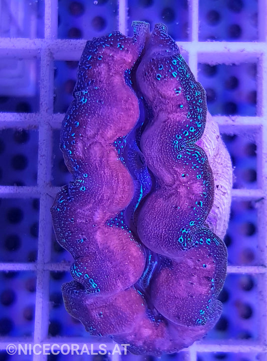 Tridacna crocea 5cm