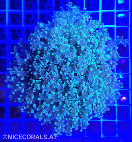 Euphyllia Paradivisa 4-5 Heads