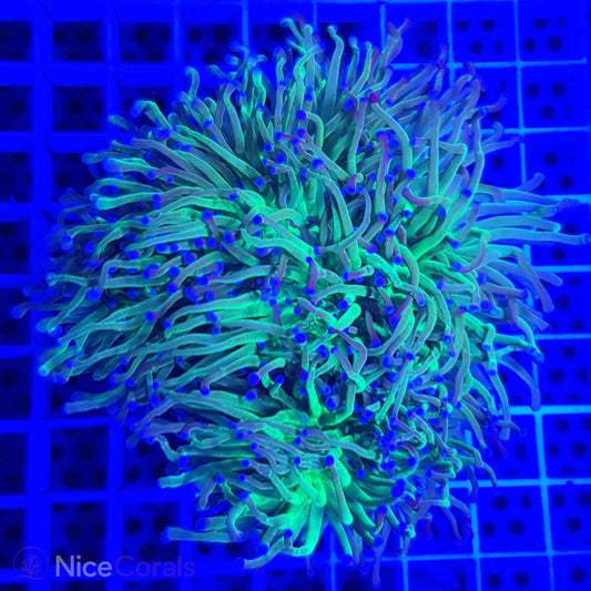 Euphyllia glabrescens
