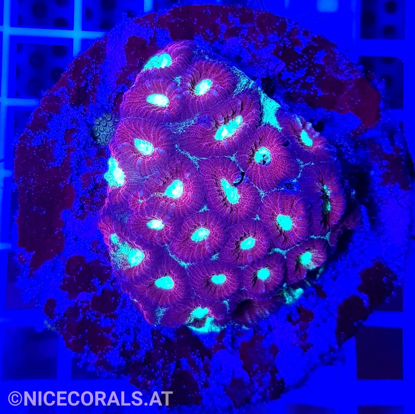 Favia Ultra
