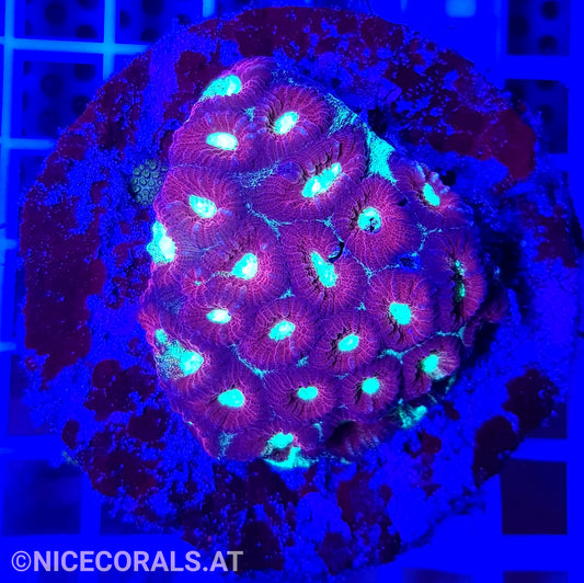 Favia Ultra