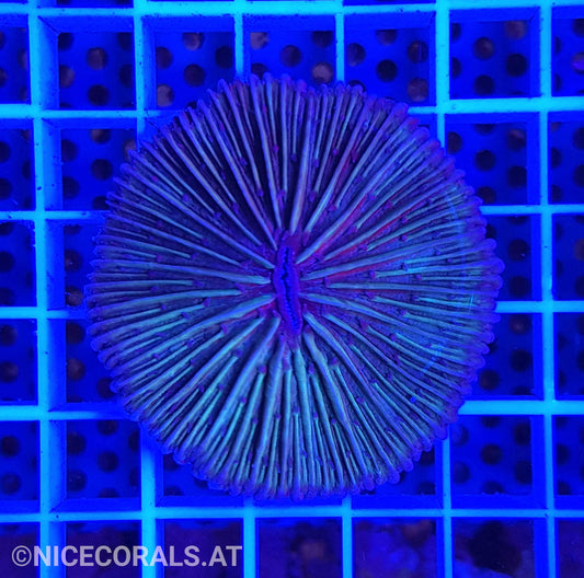 Fungia