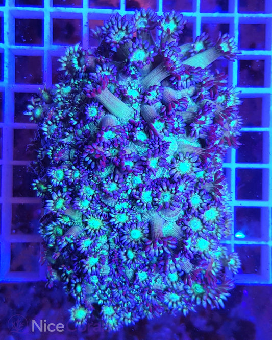 Goniopora
