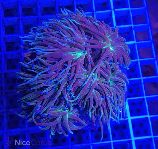 Euphyllia torch