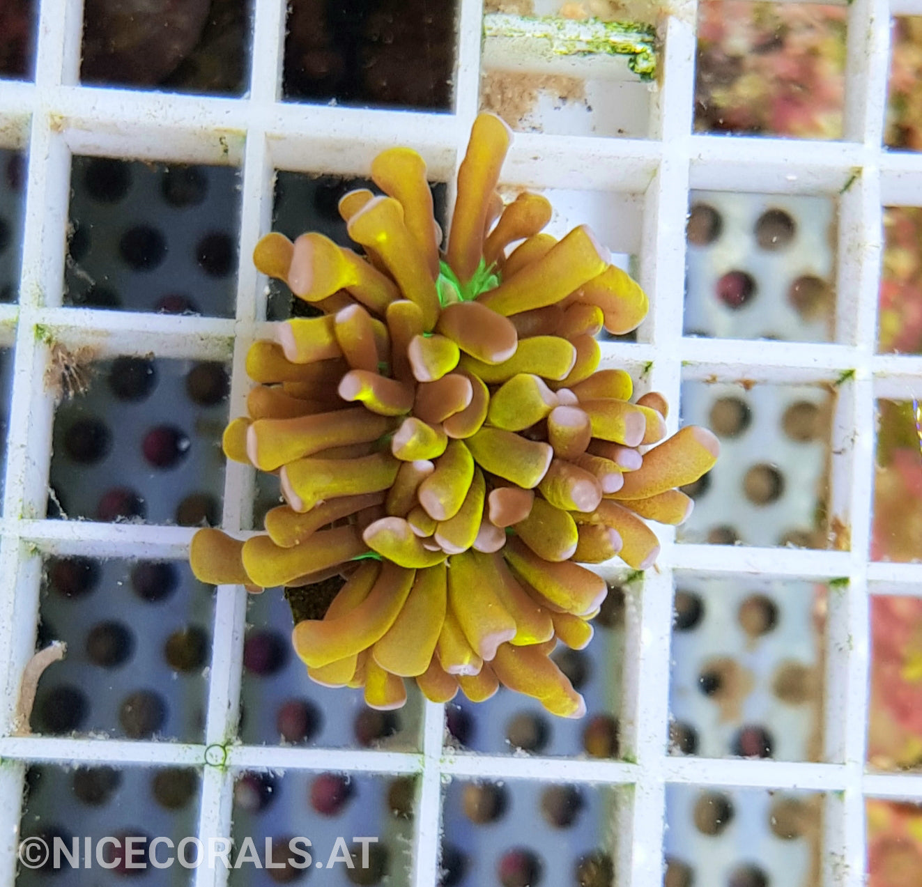 Euphyllia Tiger Torch