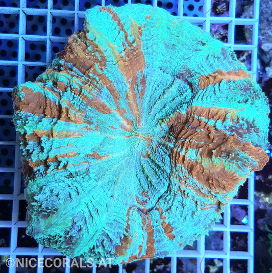 Cynarina SP. Acanthophyllia