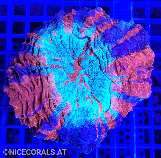 Cynarina SP. Acanthophyllia