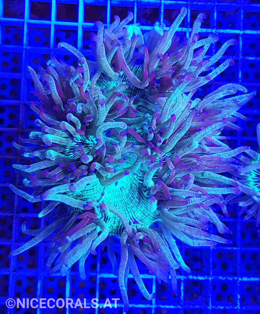 Catalaphyllia