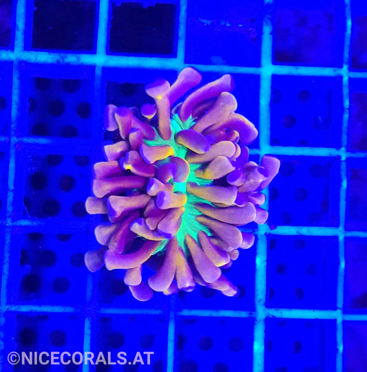 Euphyllia Tiger Torch