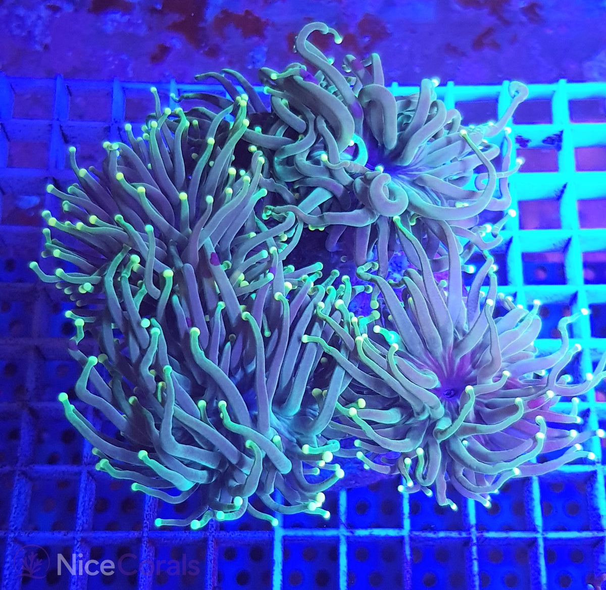Euphyllia torch