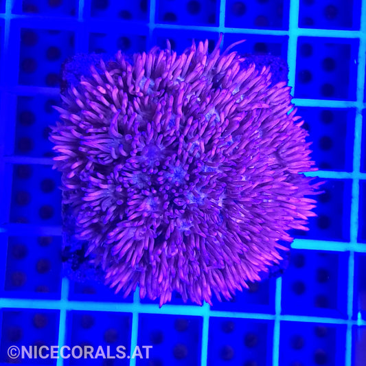 Goniopora